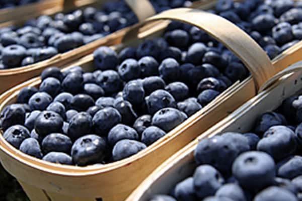 fresh blueberries at a festival in Atlantic Canada