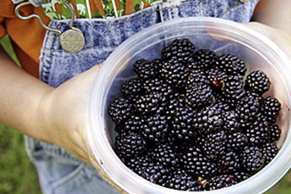 fresh picked blackberries at a famers market in Atlantic Canada