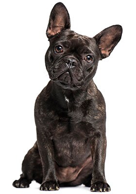 Pet Friendly Hotels