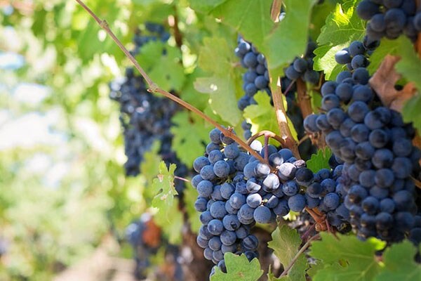 vinyard in Oregon