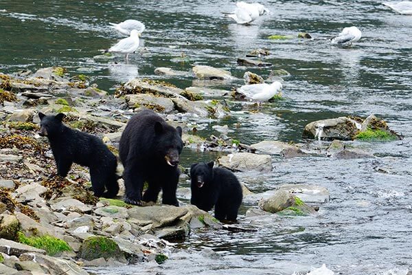 Bear cubs in Pennsylvania