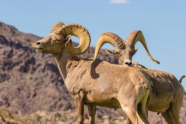 Desert Bighorn Sheep in Nevada