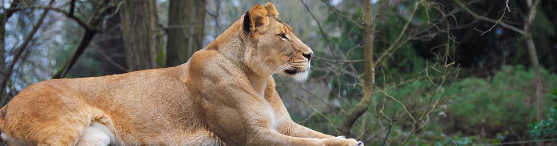 Lion in Illinois