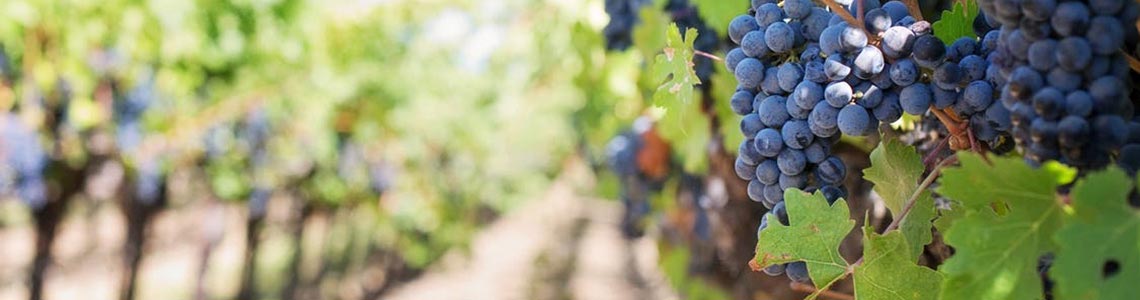 Vineyard in Oregon