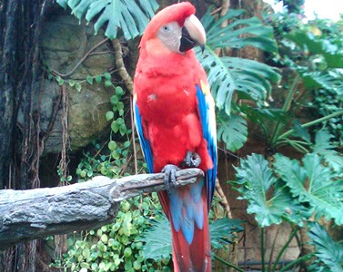 Parrot at Moody Gardens