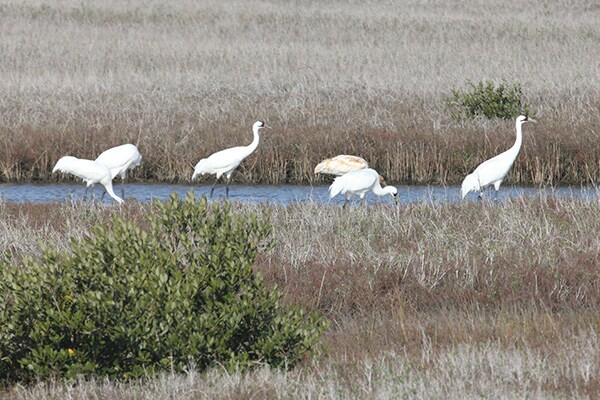 Whooping Cranes