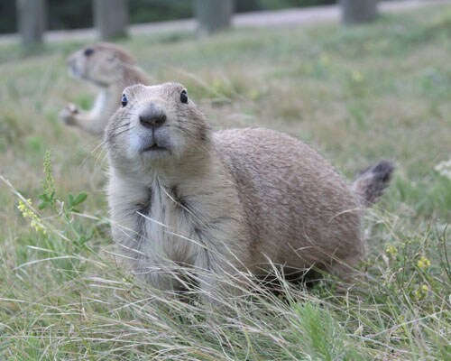 McKenziw Park Prarie Dogs