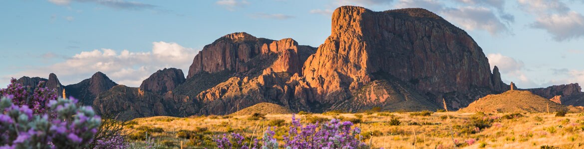 Texas Canyon with wildflowers