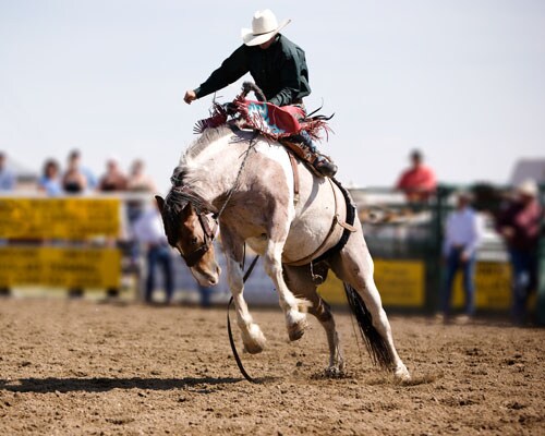 Cowboy riding a bucking horse