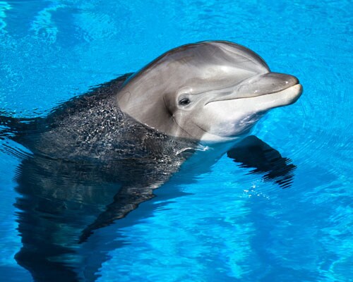 Sea World in San Antonio