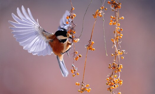 Hummingbird