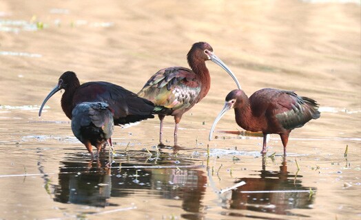 3 White faced ibis birds