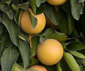 Obst Family Farm