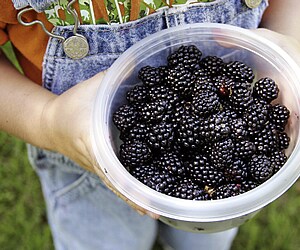 Duck Creek Blackberry Farm