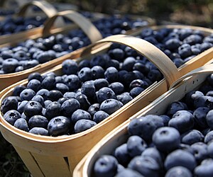 Baxter's Blueberry Farm