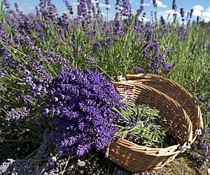 Texas Lavendar Hills