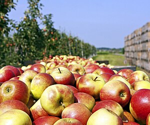 Apple Country Orchards