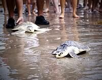 Padre Island National Seashore