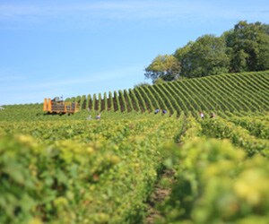 Wine Vineyard