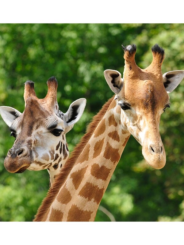 San Diego Zoo
