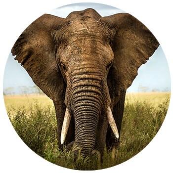 Elephant in Kenya