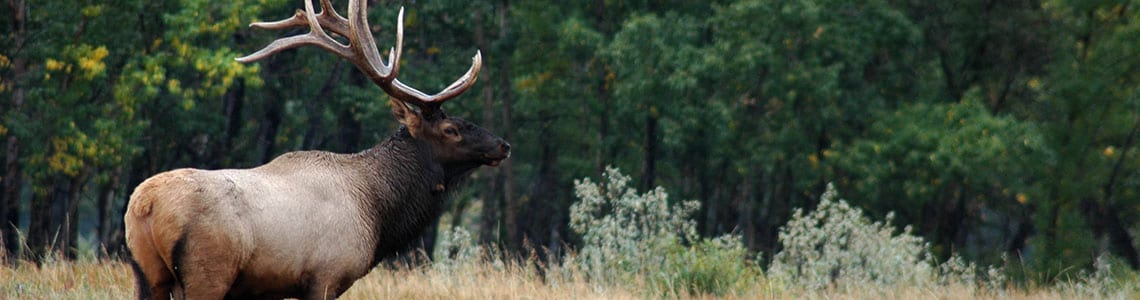 Elk in Arkansas