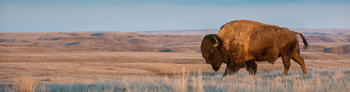 Buffalo Grazing Plains of Alberta, Canada