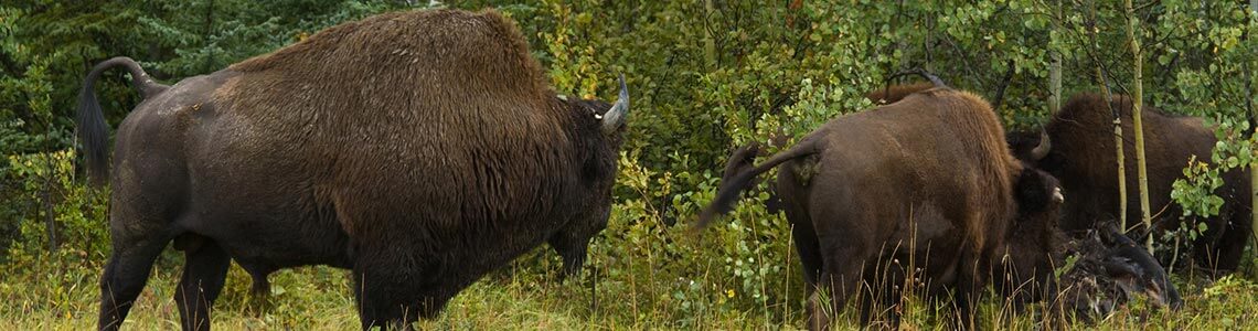 Wood Buffalo National Park
