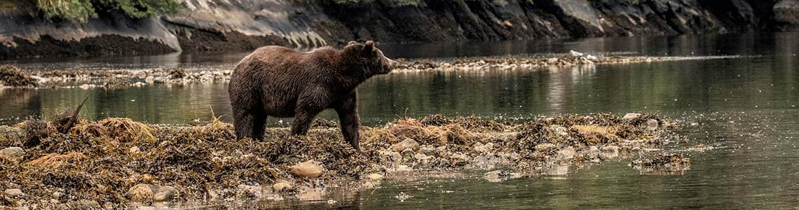 Bear walking near a river in British Columbia