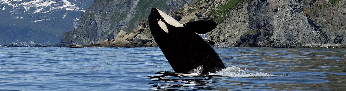 Killer Whale breaching off Vancouver Island
