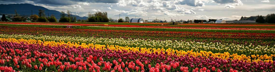 Tulip Farm