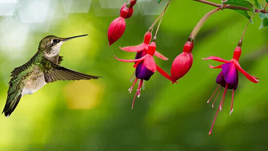 Hummingbird Feeding in Manitoba