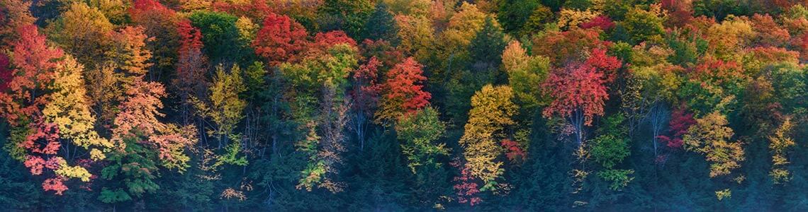Fall colors in a wooded area.