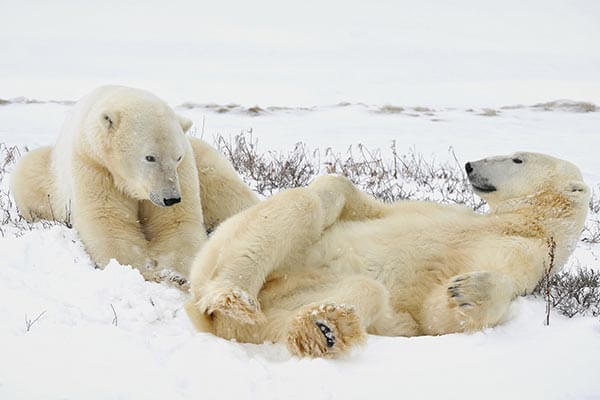 Polar Bears