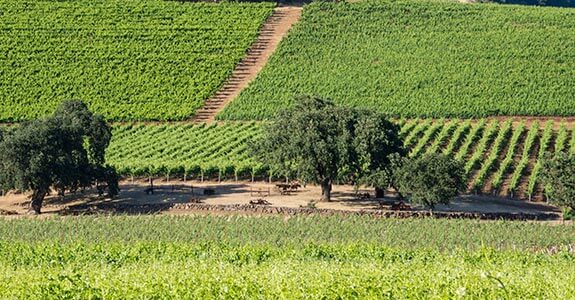 Vineyard