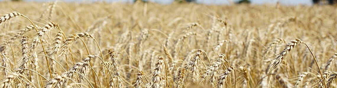 Wheat Farm