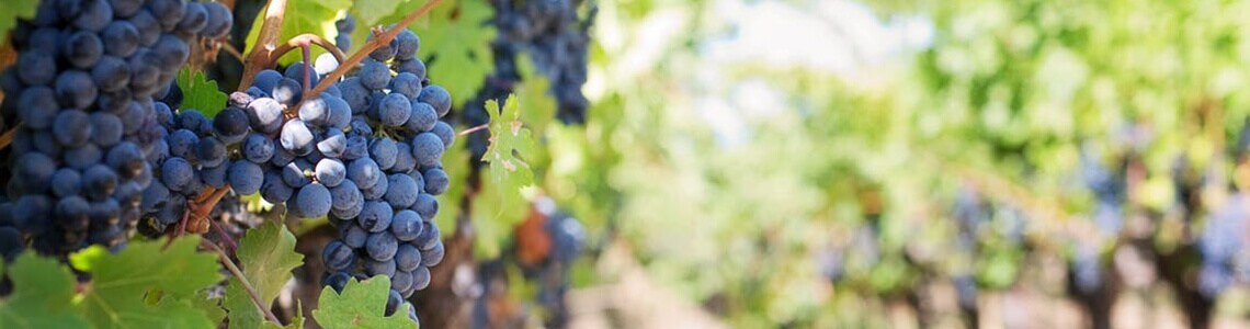 Purple Grapes in Manitoba