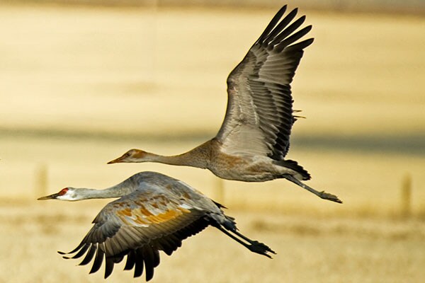 sandhill cranes flying in Saskatchewan