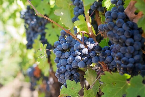 Winery in British Columbia