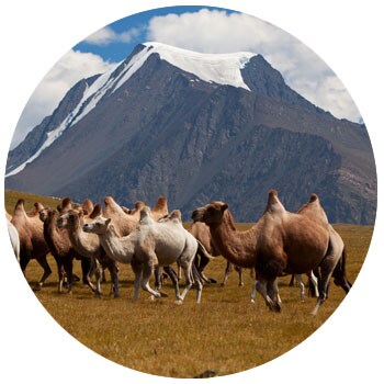 Herd of camels against Altay mountains in Mongolia