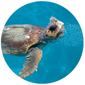 Sea Turtle