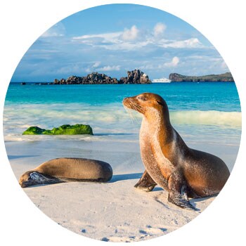 alapagos sea lion at the beach