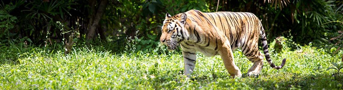 Tiger in Alabama