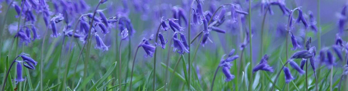Blue Bell flowers in Alaska