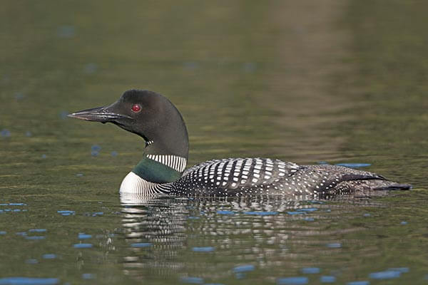 Loon in Alaska wildlife refuge
