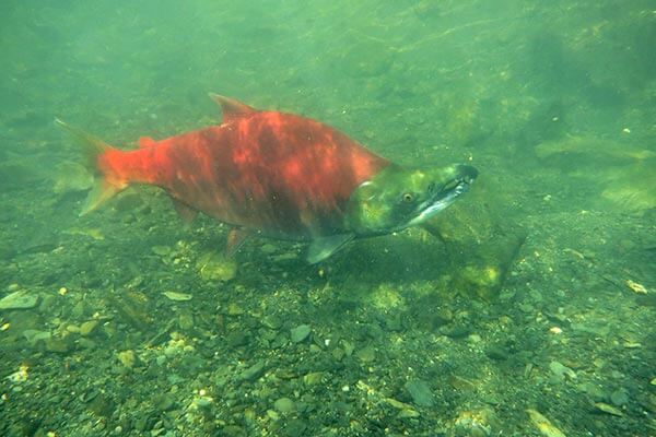 Sockeye Salmon in Alaska