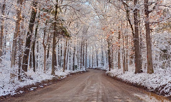 Winter Trail in Arkansas' Lower Delta