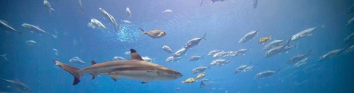Shark and fish in an aquarium in CA