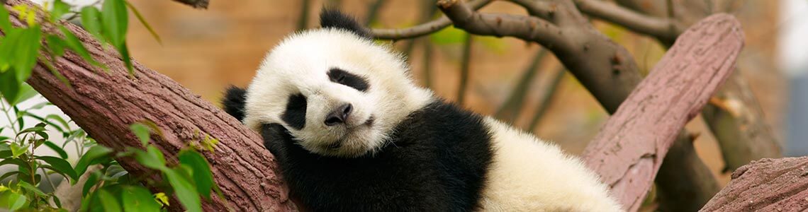 Giant Panda baby in Southern California