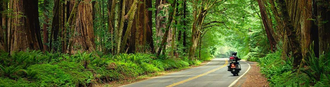 Road through Humboldt Redwoods State Park
